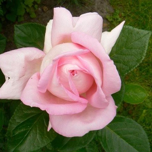 Pоза Мйриам - розов - Чайно хибридни рози 
